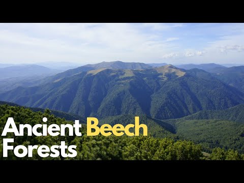 Ancient Beech Forests: Europe's Hidden Treasures