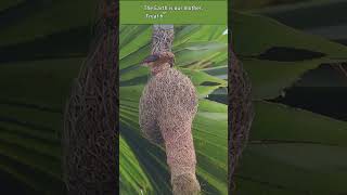 Download lagu Nature's Master Craftsman🪹🕊️ #bayaweaver #nest #nestbuilding #nature mp3 Download lagu Nature's Master Craftsman🪹🕊️ #bayaweaver #nest #nestbuilding #nature mp3