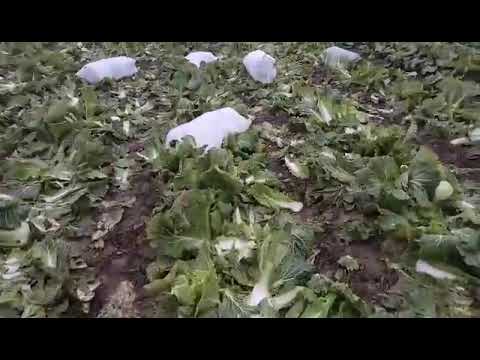 Пекинская капуста