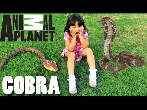 King Cobra Snake Toy Animal Planet Remote Control | Toy Animals for Kids