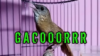 Download lagu Wambi mini Tieumi Gacoorr mp3