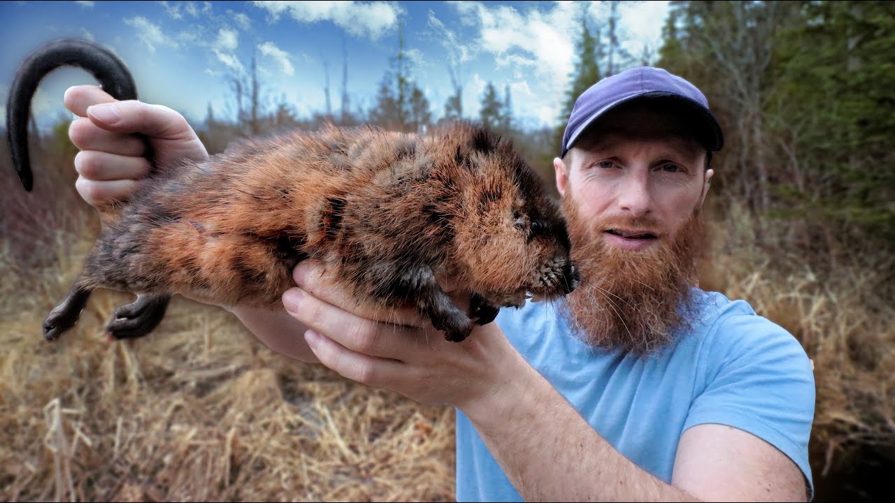 Make Trap, Catch Wild Food in My Country (ASMR Silent) Giant Canadian River Rat Fire Cooked