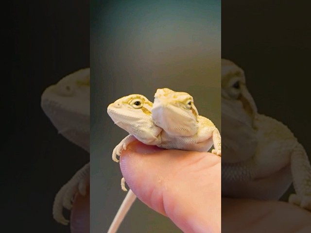 Vídeo relacionado con Topper Bullyland 75598 - Dragón con 2 Cabezas, Naranja