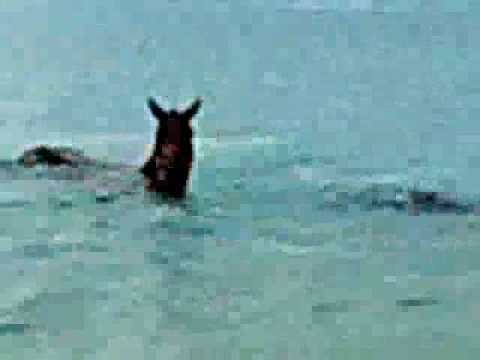 Horses In My Dreams video thumbnail