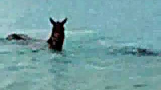 Horses in My Dreams Music Video