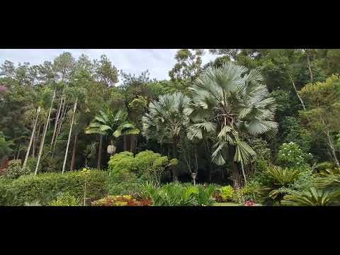 Arabotanica ORQUÍDARIO Teresópolis - RIO DE JANEIRO 