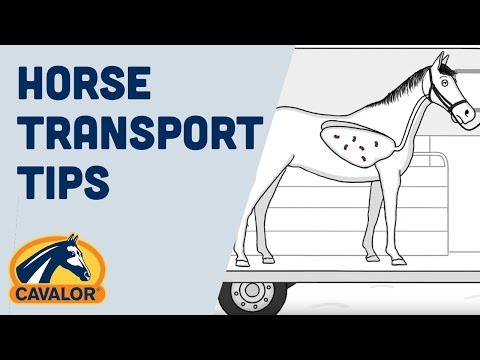 Tips on How to Transport Your Horse and Prevent Shipping Fever