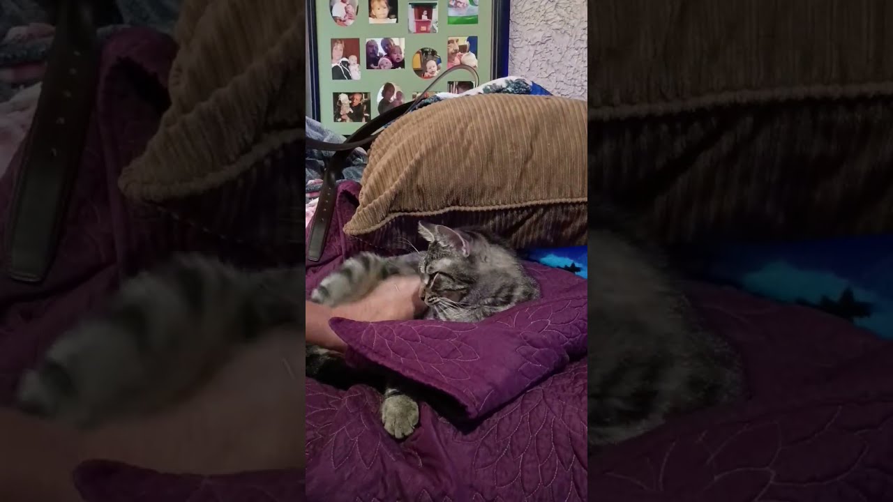 Enlarge Trudy - SPONSORED, a Adopted Domestic Short Hair in Fairview Heights, IL video 5/6