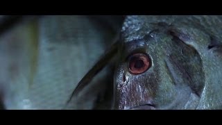 Noyer le poisson Music Video