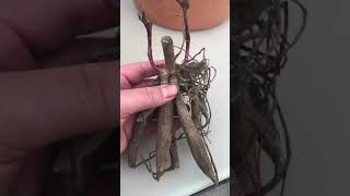 Download lagu How to pot up/plant dahlia tubers 🌸//NOVICE GARDEN mp3 Download lagu How to pot up/plant dahlia tubers 🌸//NOVICE GARDEN mp3