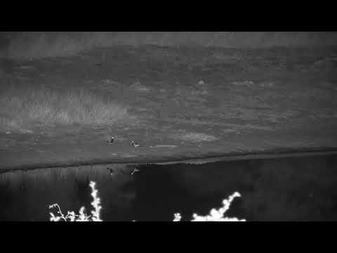 Djuma: Puff Adder and Blacksmith Lapwing-Pt:1 - 18:57 - 04/20/19