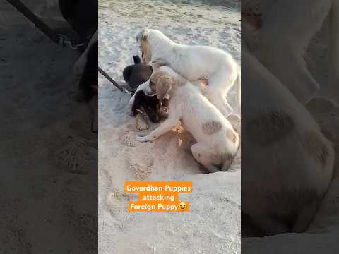 GOVARDHAN PUPPIES #puppiesareawesome #govardhan