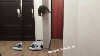 Как можно использовать стену с пользой для кота