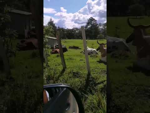 ruta chinique Quiché  2025, 2,250 mts de altitud 7km, 4 horas