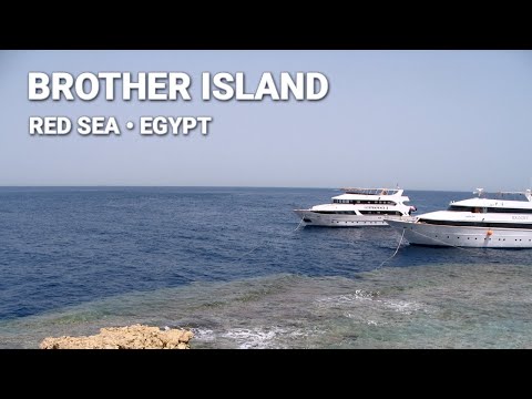 Diving "Brother Islands" (Red Sea, Egypt)