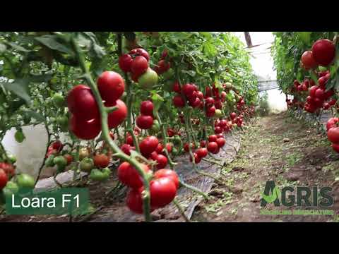Loara F1 - Cultura de tomate roz în Băneasa, jud. Constanța, fermier Herțea Bogdan