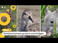 Dieren veranderen van uiterlijk door klimaatverandering