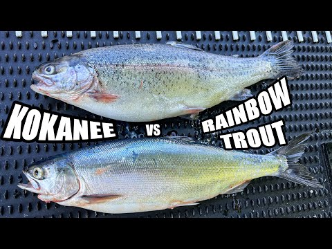 Identifying Kokanee vs Rainbow Trout