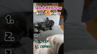 本当に可愛いペット#犬 #いぬのいる生活 #犬の いる暮らし #面白い