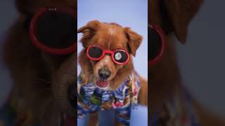 Is This the CUTEST Pet Video You've Ever Seen?  Funny And Cute Dogs Videos 2024 😅😻