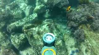 Tiger Shark Dive - Laguna Beach - Cresent Bay