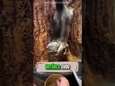 Darovala téhle vydře dárek 🥺❤️