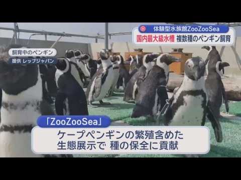 YouTube Video “国内最大級”40mのペンギン水槽に120羽超　新水族館の全貌　自然界には2万羽以下…絶滅危惧種の繁殖に挑戦　2029年度開館　静岡市｢Zoo Zoo Sea｣