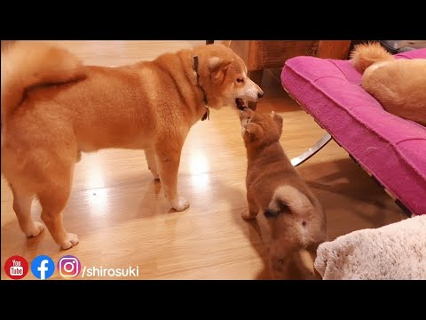 convincing Shiro to play with the Potat