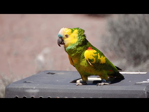 Amazon Parrot Talking | Hi Storm Video