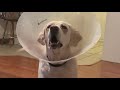 BLIND LABRADOR HEALED!  The Story of Our Dakota - HighDesertLabradors BLIND LABRADOR HEALED!  The Story of Our Dakota