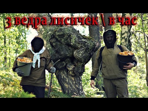 ОСЕННИЕ ЛИСИЧКИ | Заканчиваем сезон. Два ведра\в час.