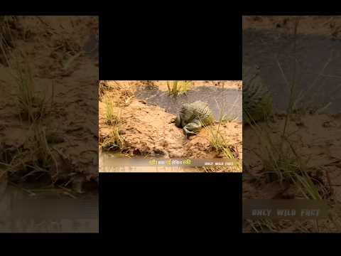 मेंढक मां ने बचाया अपने बच्चों को | Bravery and wisdom of the mother frog | #animals #frog | #shorts