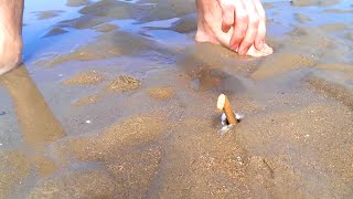 How to Catch a Razor Fish / Clam with just Salt!