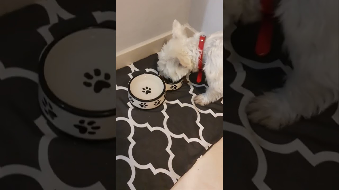 BRIT CARE Adult Grain Free Salmon and Potato Small and Medium Breed Dogs Zoomalia