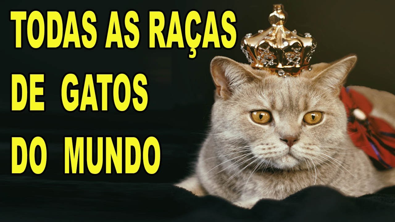 TODAS AS 98 RAÇAS DE GATOS OFICIAIS DO MUNDO!