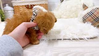 ハーフ犬の動画02