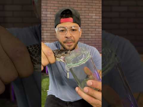 Spitting COBRA VENOM Extraction!