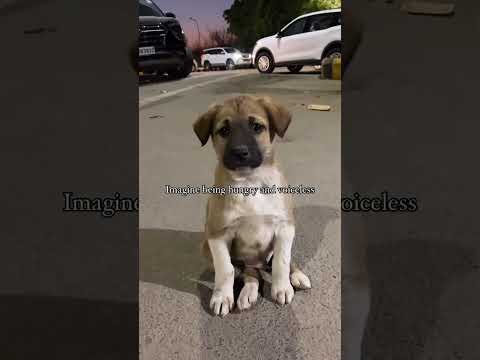 #Dogs#cute#streetdogslovet#yyshorts#viral#sonh#raess#@jaspreet-xs8qz