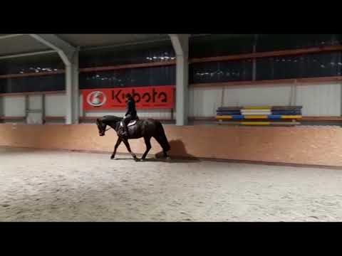 Connor - Cristo Holsteiner mare * 2009 for sale