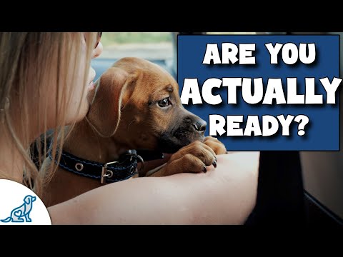 Before You Get A Puppy...