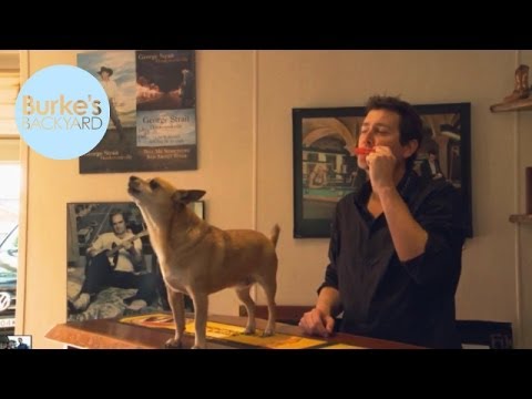 Burke's Backyard Adam Harvey & Beccy Cole