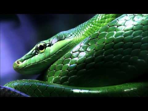 Babak Shayan feat. Strict Border - Snake In The Grass (Original Mix)