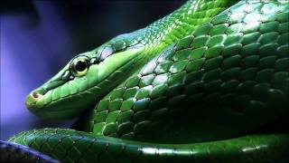 Babak Shayan feat. Strict Border - Snake In The Grass (Original Mix)