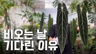 안스리움 덕후들의 로망, 와로퀘아넘