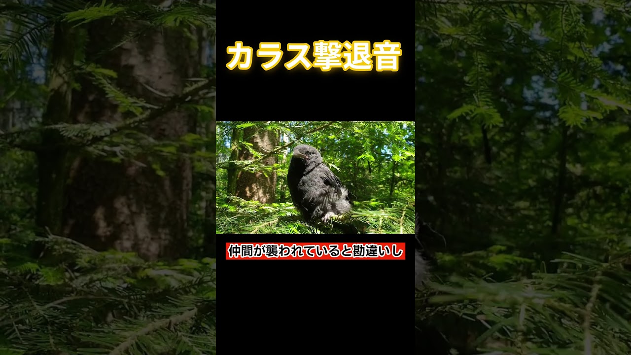 【実録】カラスだらけの場所で「天敵の音」を流した結果… #shorts