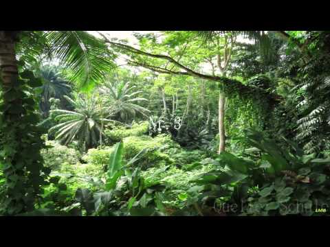 5 Fakten über den Tropischen Regenwald ◘[german] [HD] | [Ronny]