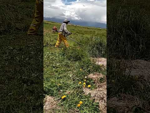 CORTE DE ALFALFA EN EL SUR DEL PERÚ PUNO PROVINCIA MELGAR DISTRITO DE UMACHIRI: ALTITUD 1921MS.N.M.
