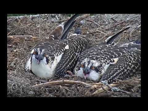 Savannah Osprey Cam ~ Chicks Together, June 19, 2019