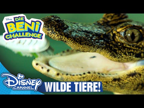 Beni und die wilden Tiere! | Beni Challenge