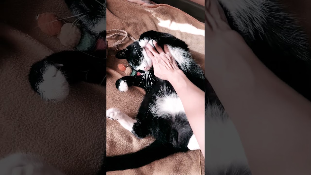 Enlarge Ai - bonded with Keanu, a Adoptable mixed breed in richmond, CA video 4/6